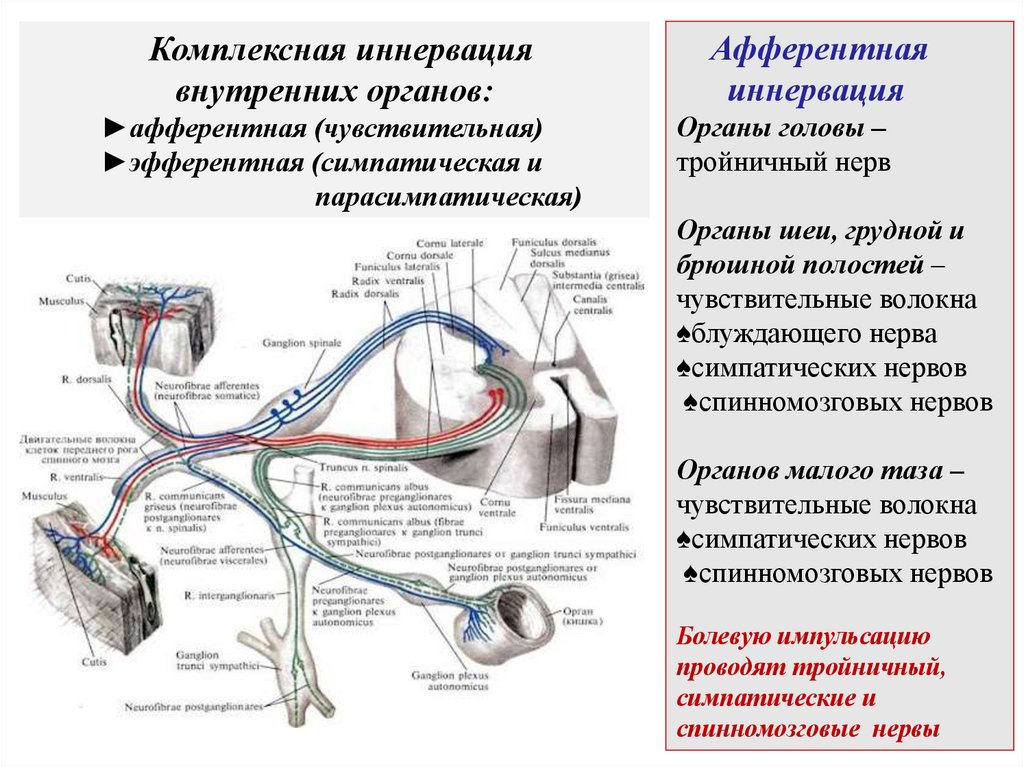 Комплексная иннервация внутренних органов: ►афферентная (чувствительная) ►эфферентная (симпатическая и парасимпатическая)