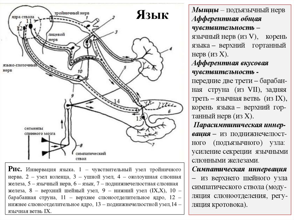 Мыщцы – подъязычный нерв Афферентная общая чувствительность – язычный нерв (из V), корень языка – верхний гортанный нерв (из