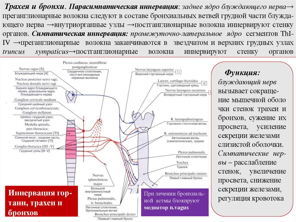 Трахея и бронхи. Парасимпатическая иннервация: заднее ядро блуждающего нерва→ преганглионарные волокна следуют в составе
