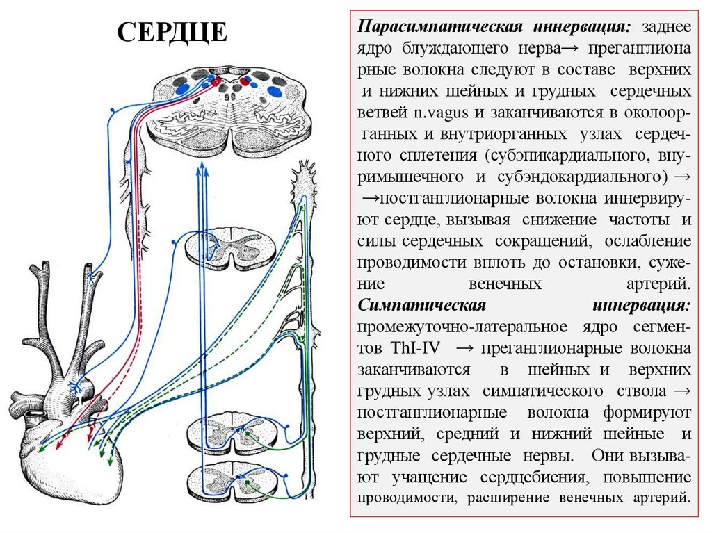 Парасимпатическая иннервация: заднее ядро блуждающего нерва→ преганглиона рные волокна следуют в составе верхних и нижних