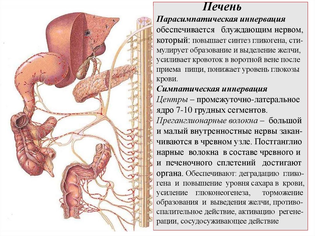Печень Парасимпатическая иннервация обеспечивается блуждающим нервом, который: повышает синтез гликогена, сти- мулирует