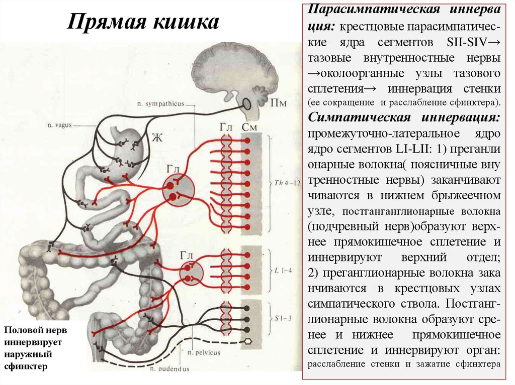 Парасимпатическая иннерва ция: крестцовые парасимпатичес- кие ядра сегментов SII-SIV→ тазовые внутренностные нервы