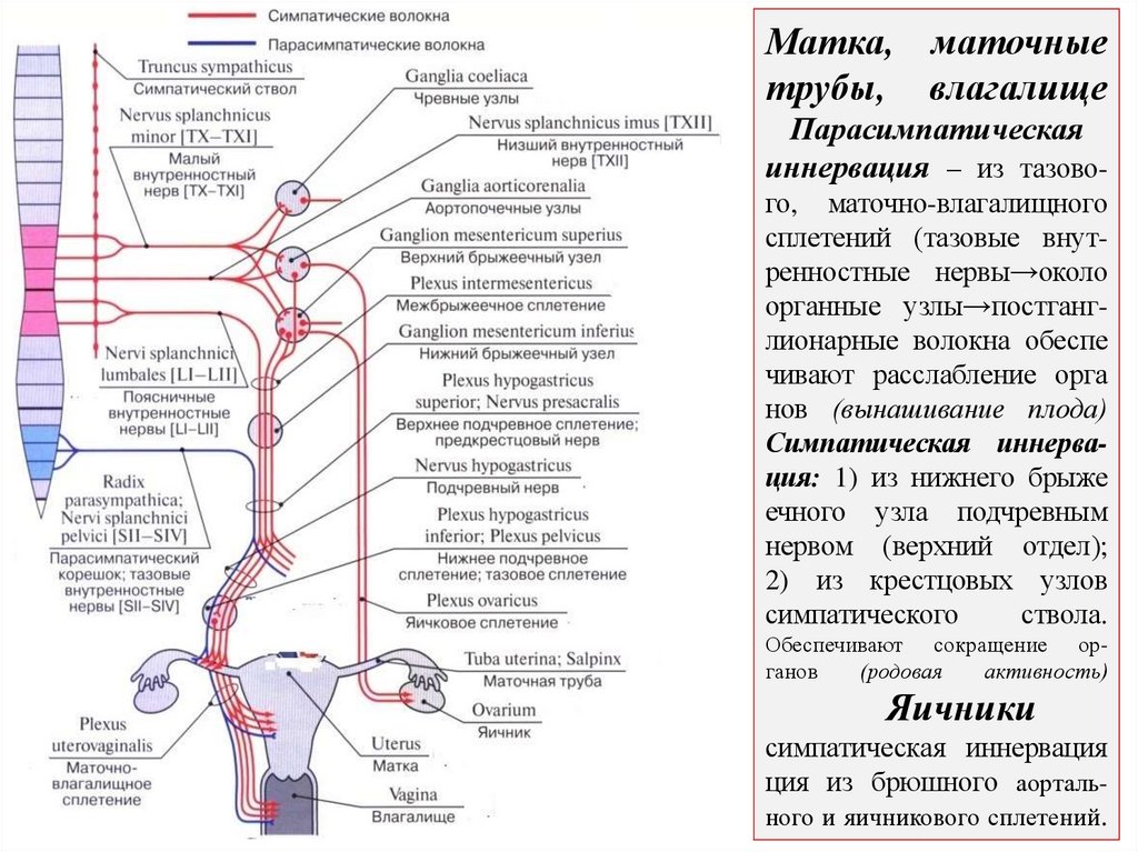 Матка, маточные трубы, влагалище Парасимпатическая иннервация – из тазово- го, маточно-влагалищного сплетений (тазовые внут-