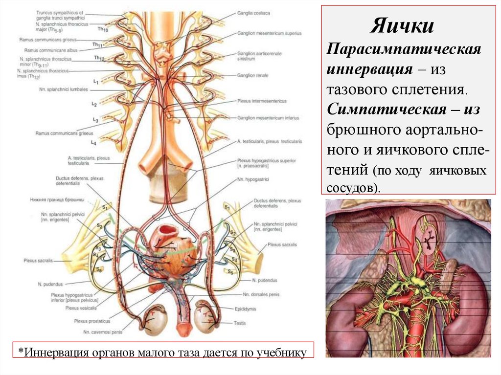 Яички Парасимпатическая иннервация – из тазового сплетения. Симпатическая – из брюшного аортально- ного и яичкового спле- тений
