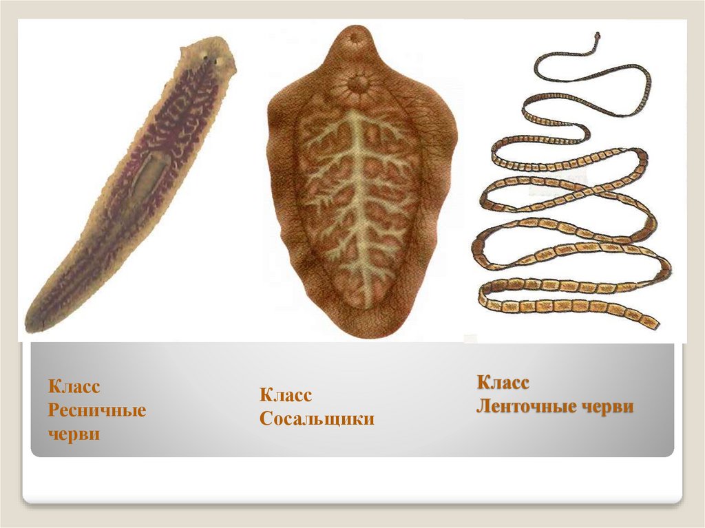Класс Ленточные черви