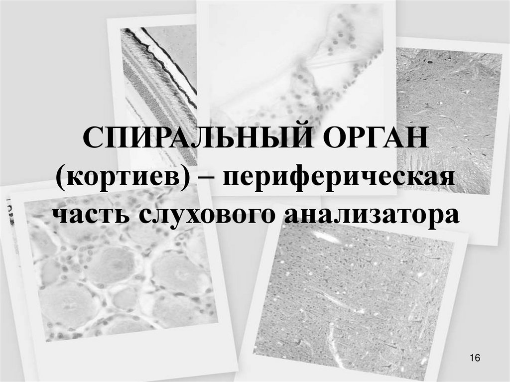 СПИРАЛЬНЫЙ ОРГАН (кортиев) – периферическая часть слухового анализатора