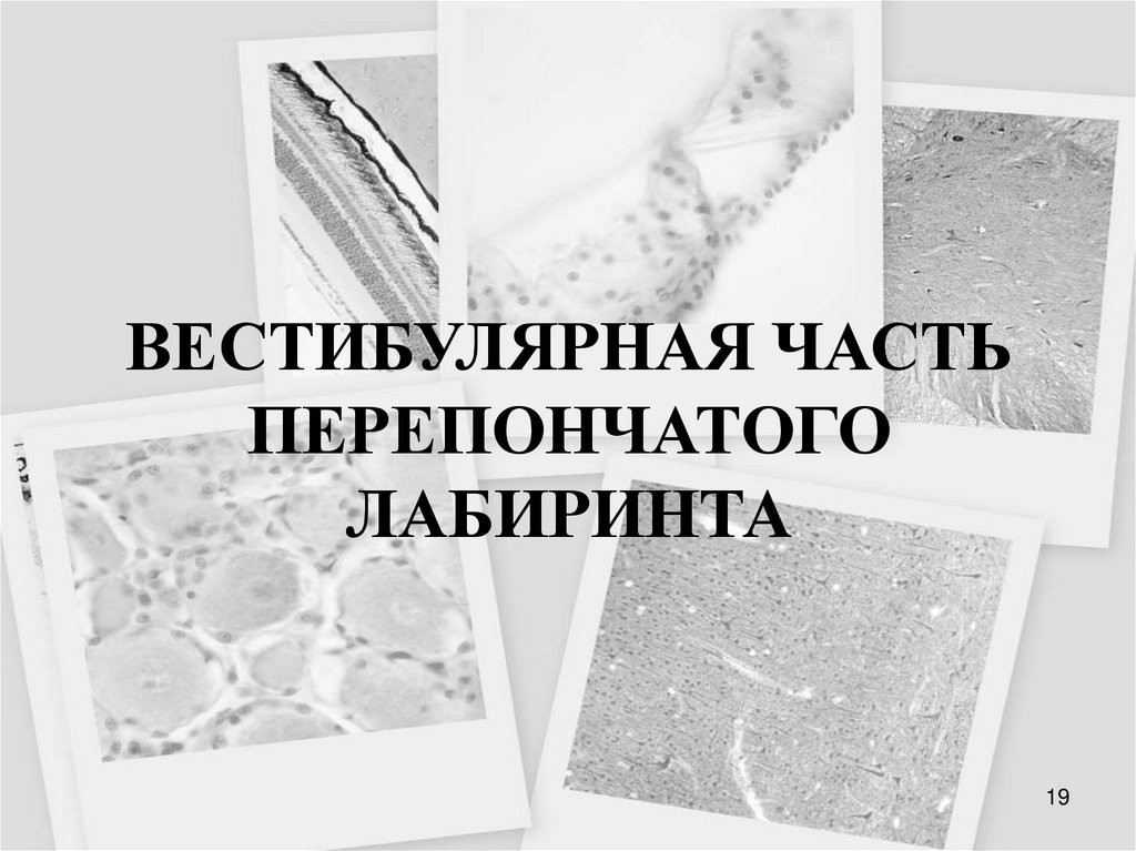 ВЕСТИБУЛЯРНАЯ ЧАСТЬ ПЕРЕПОНЧАТОГО ЛАБИРИНТА