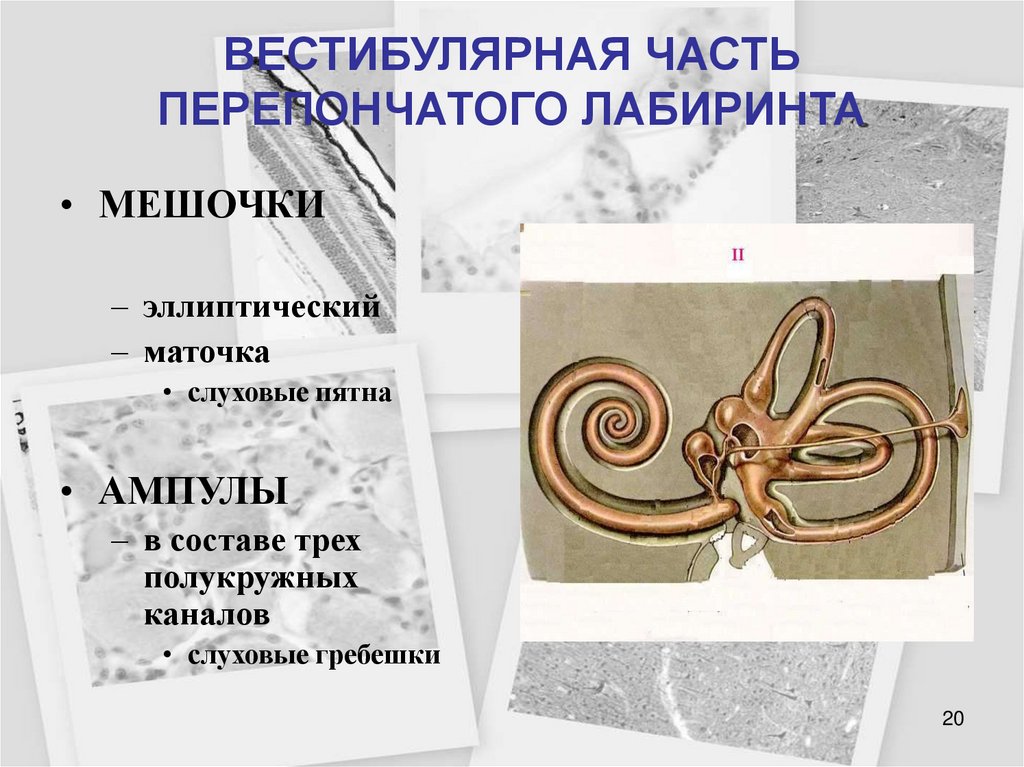 ВЕСТИБУЛЯРНАЯ ЧАСТЬ ПЕРЕПОНЧАТОГО ЛАБИРИНТА