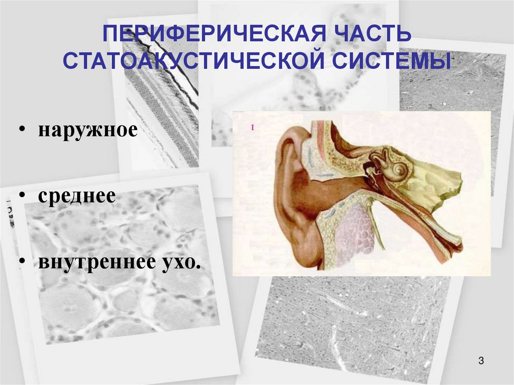 ПЕРИФЕРИЧЕСКАЯ ЧАСТЬ СТАТОАКУСТИЧЕСКОЙ СИСТЕМЫ