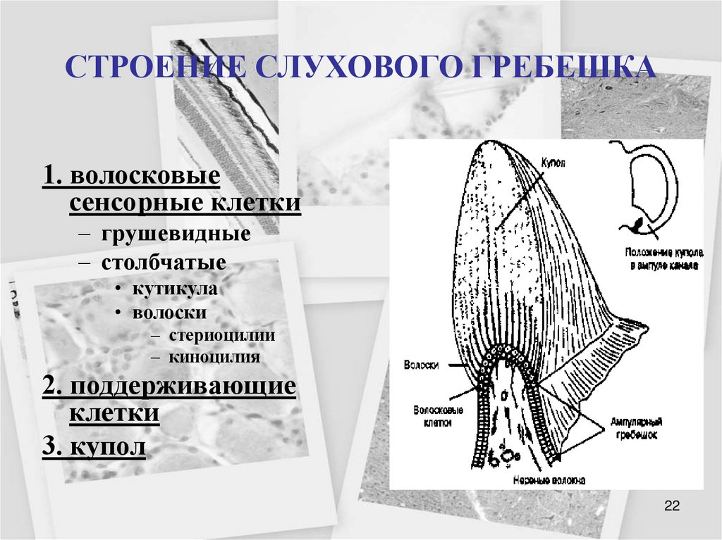 СТРОЕНИЕ СЛУХОВОГО ГРЕБЕШКА