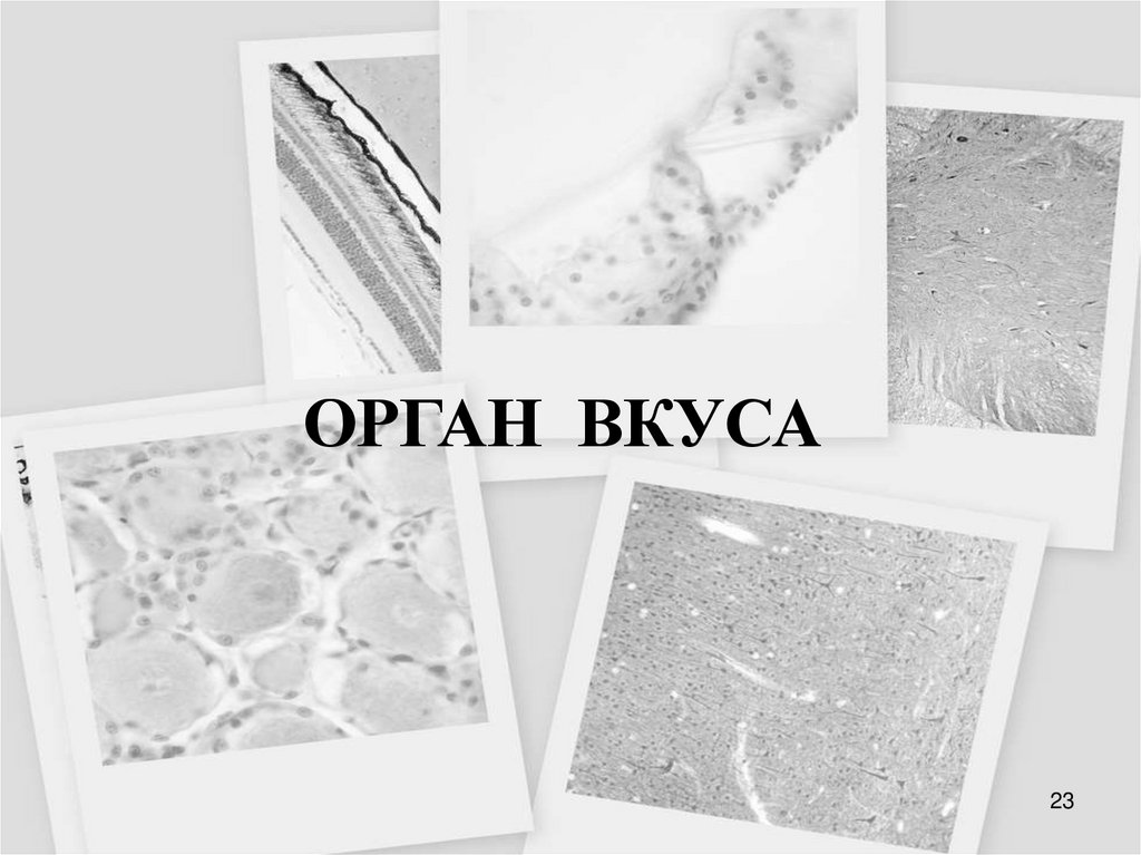 ОРГАН ВКУСА