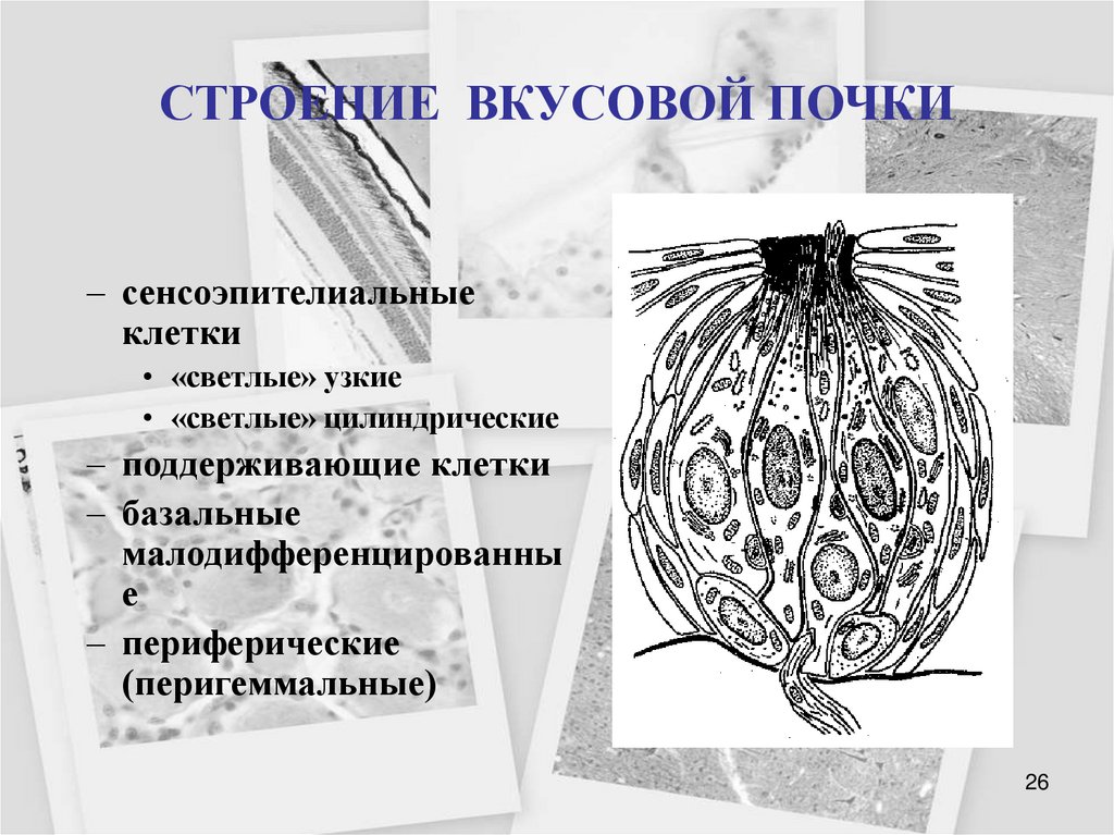 СТРОЕНИЕ ВКУСОВОЙ ПОЧКИ