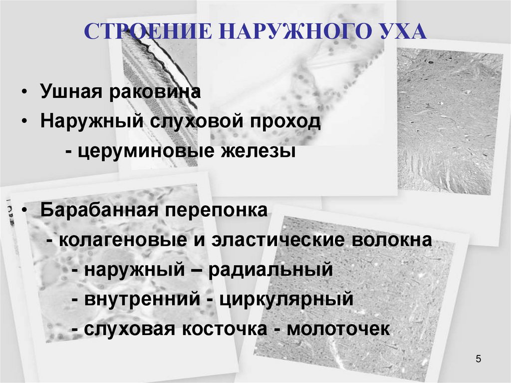 СТРОЕНИЕ НАРУЖНОГО УХА