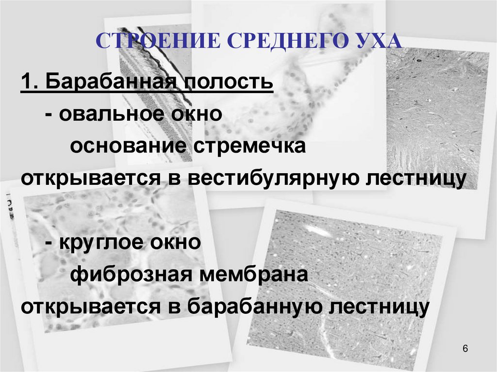 СТРОЕНИЕ СРЕДНЕГО УХА