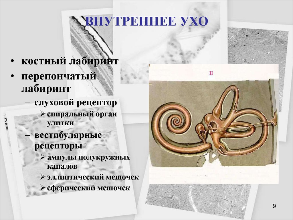 ВНУТРЕННЕЕ УХО