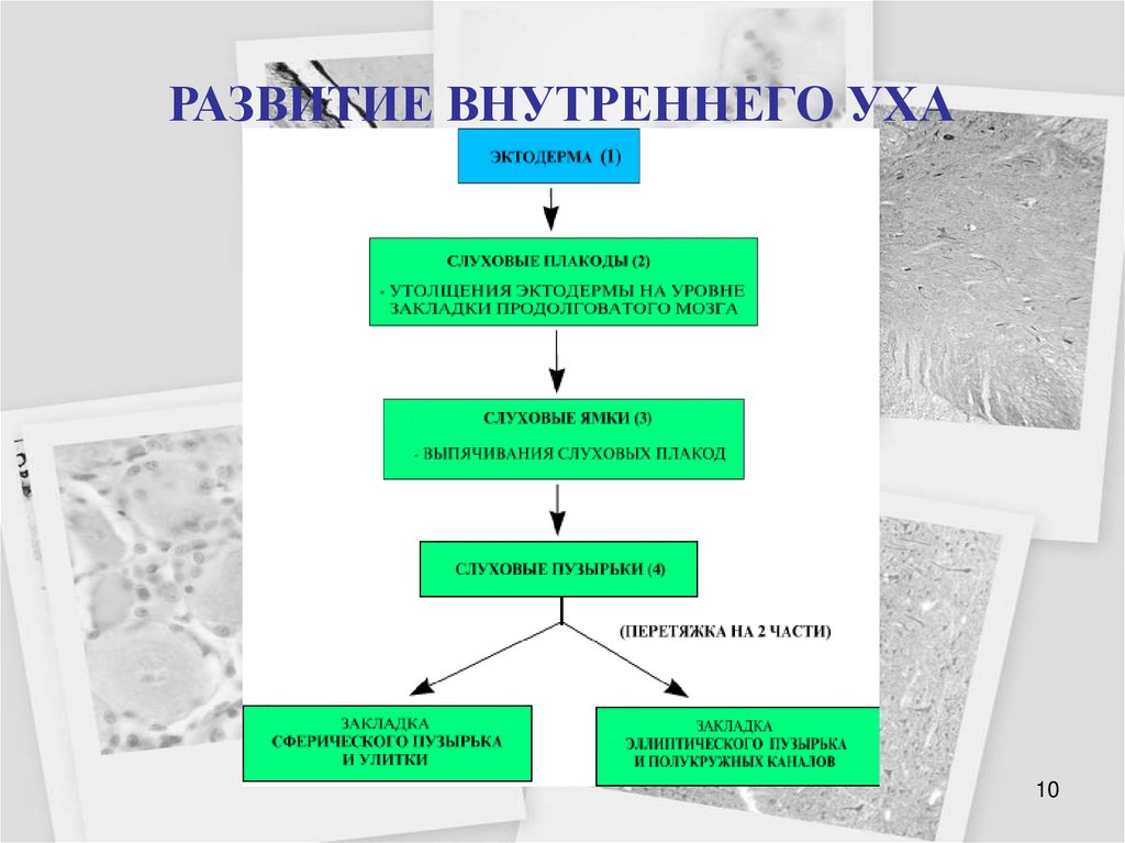 РАЗВИТИЕ ВНУТРЕННЕГО УХА