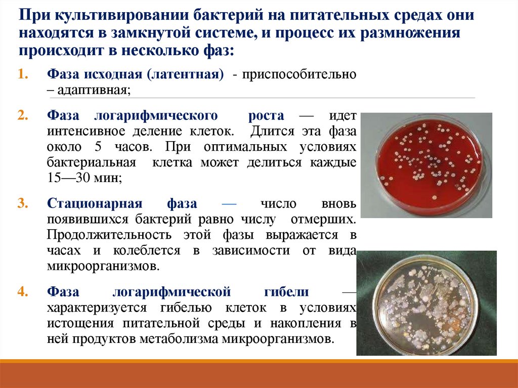 При культивировании бактерий на питательных средах они находятся в замкнутой системе, и процесс их размножения происходит в