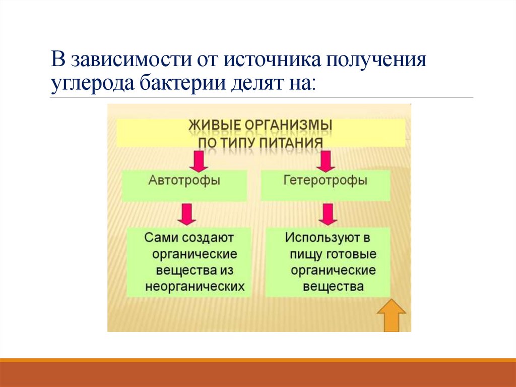В зависимости от источника получения углерода бактерии делят на: