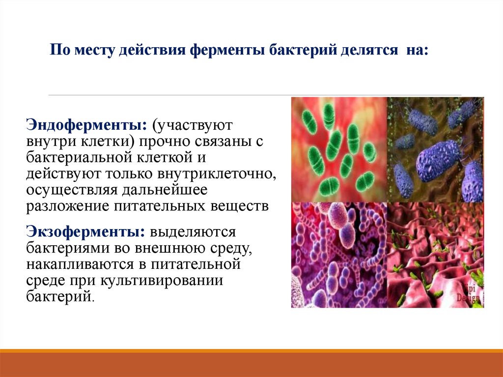 По месту действия ферменты бактерий делятся на: