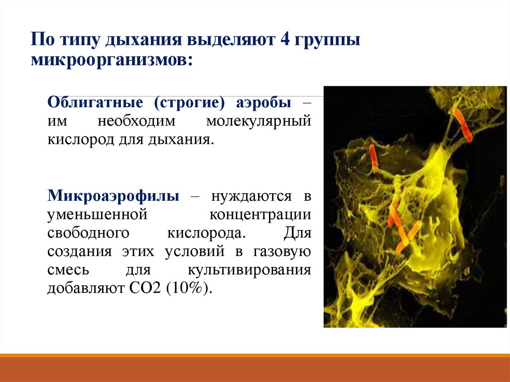 По типу дыхания выделяют 4 группы микроорганизмов: