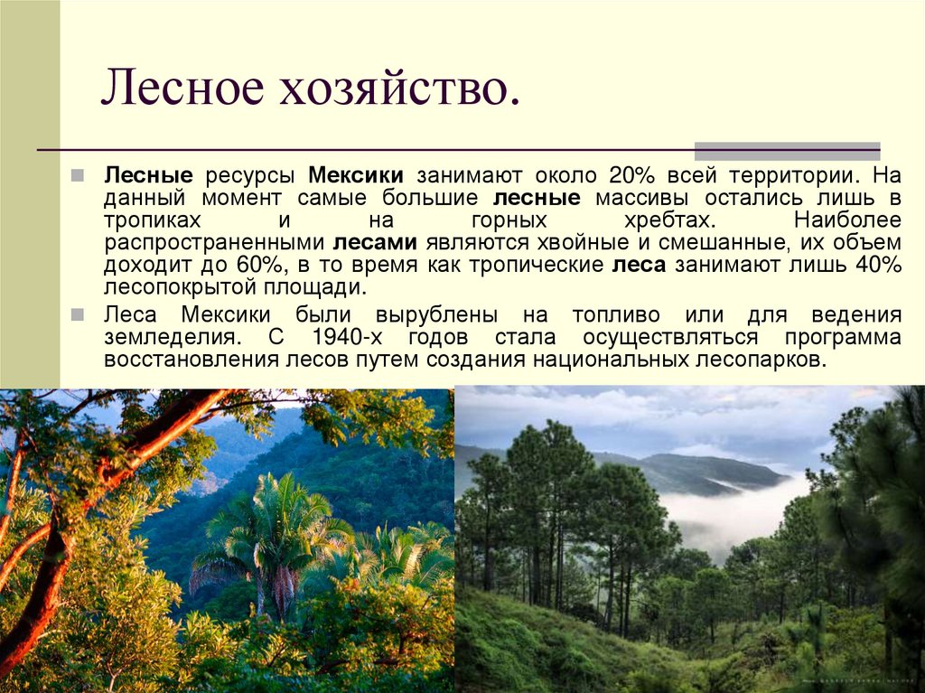 Лесное хозяйство.