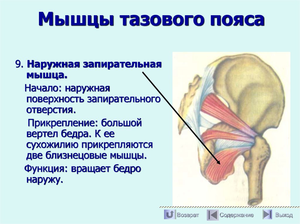 Мышцы тазового пояса