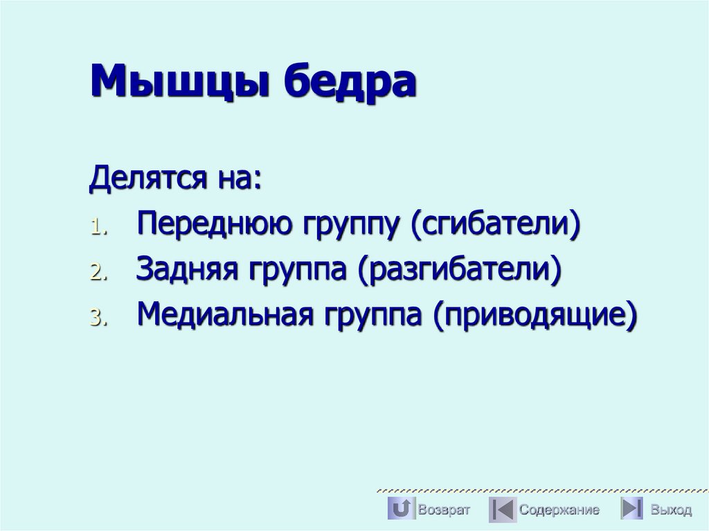 Мышцы бедра