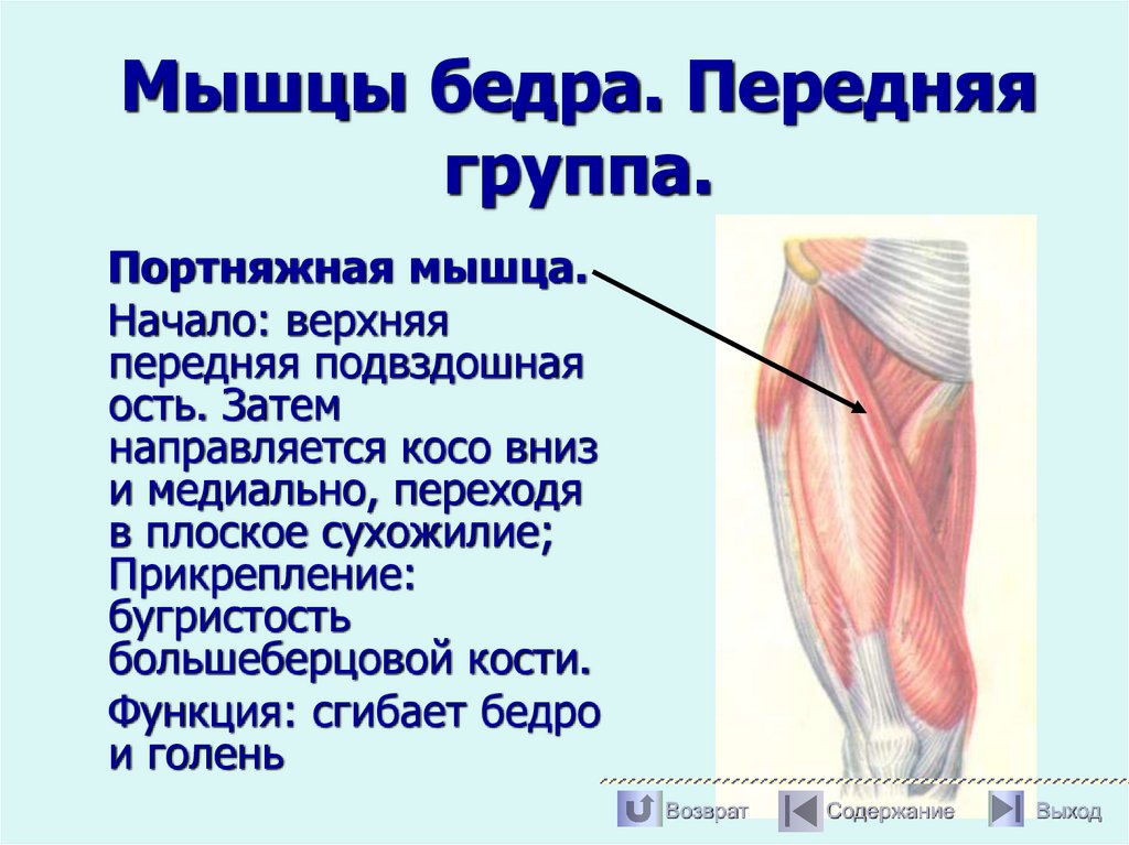Мышцы бедра. Передняя группа.