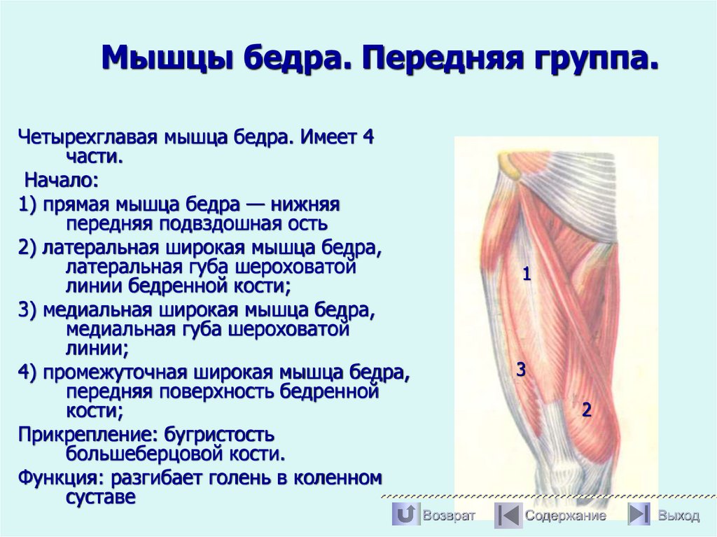 Мышцы бедра. Передняя группа.