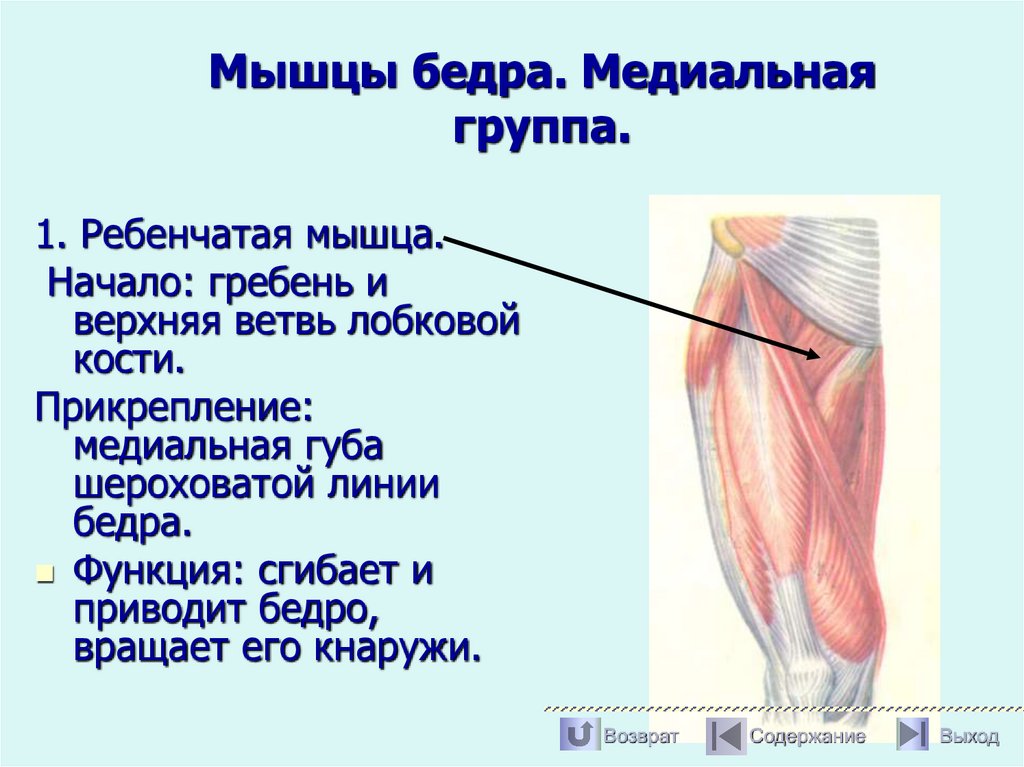 Мышцы бедра. Медиальная группа.