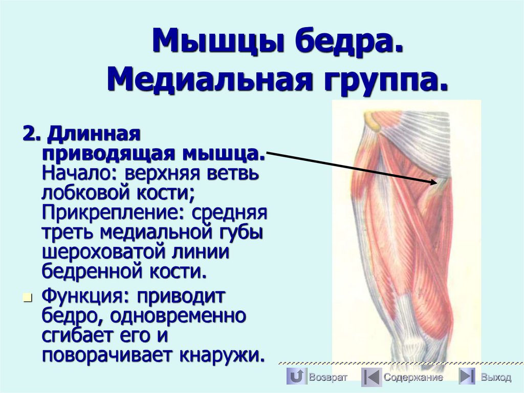 Мышцы бедра. Медиальная группа.