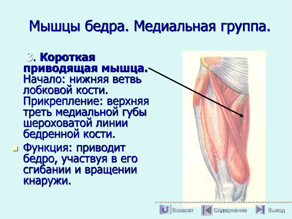 Мышцы бедра. Медиальная группа.