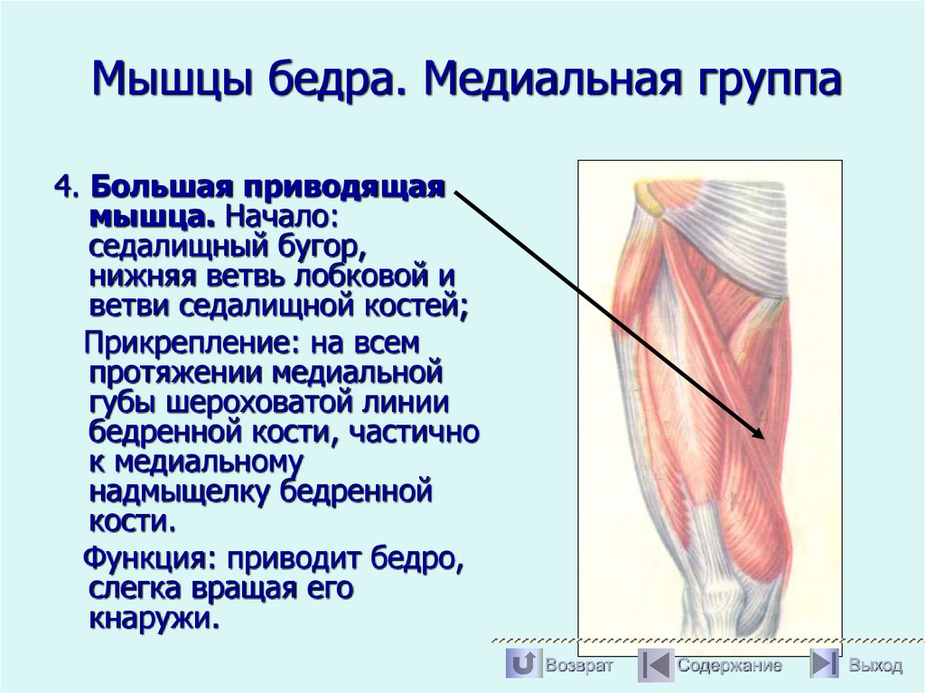 Мышцы бедра. Медиальная группа