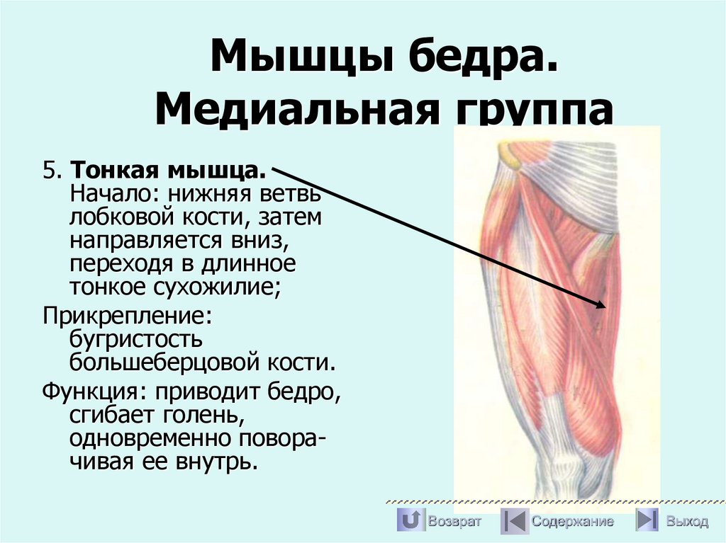 Мышцы бедра. Медиальная группа