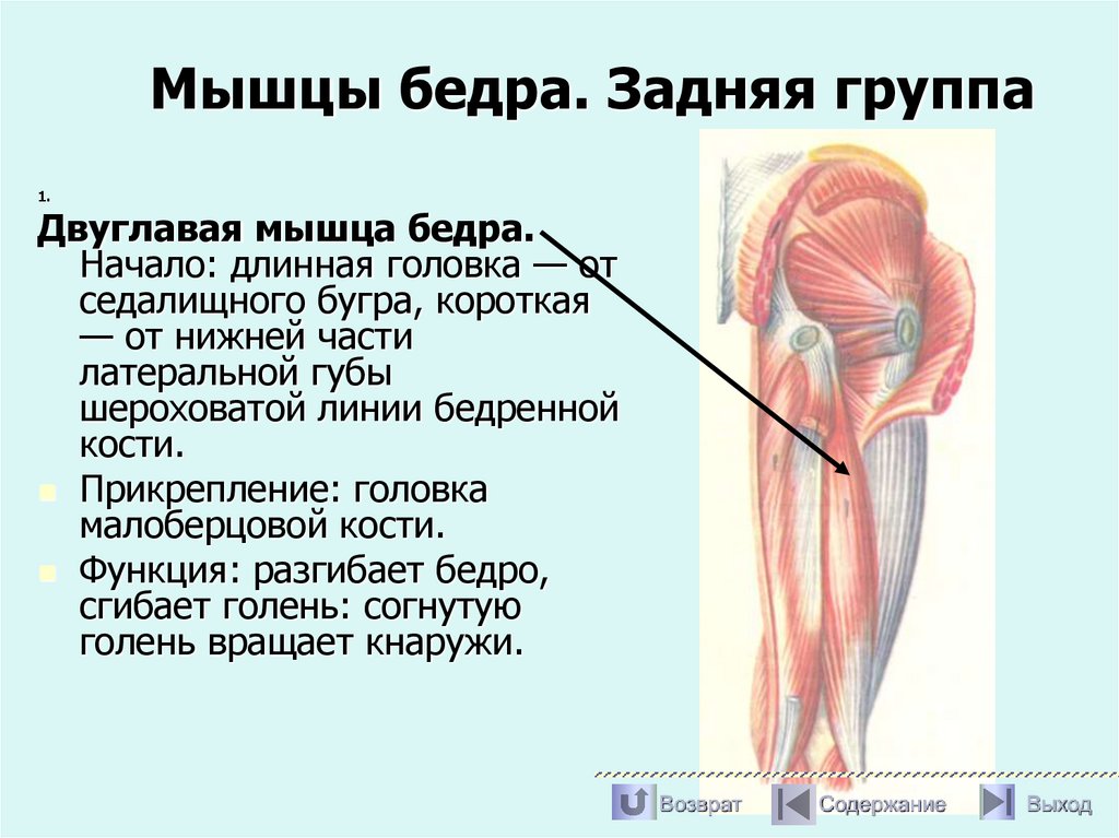 Мышцы бедра. Задняя группа