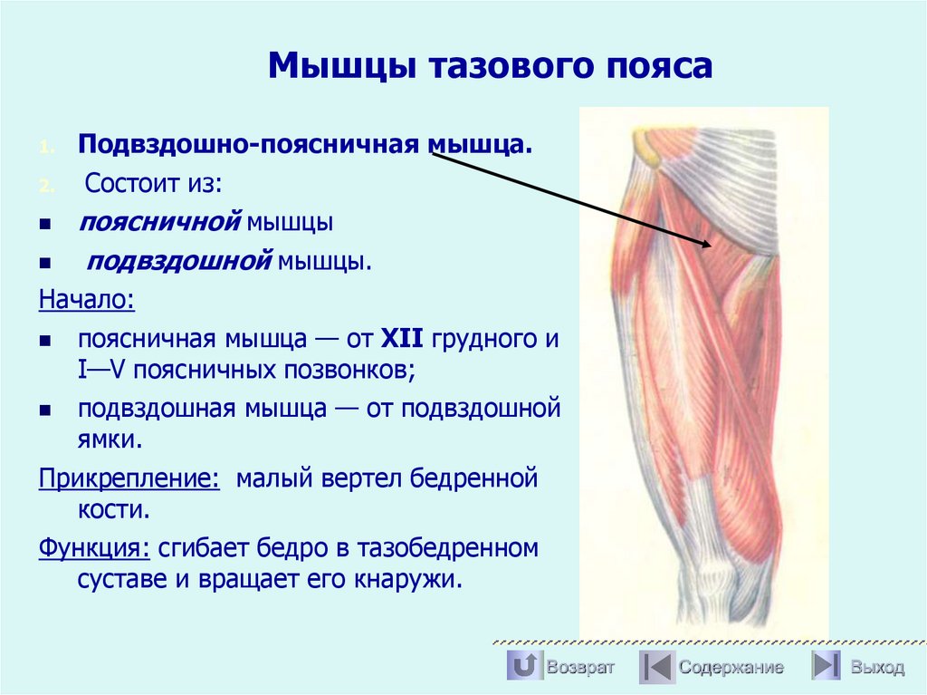 Мышцы тазового пояса
