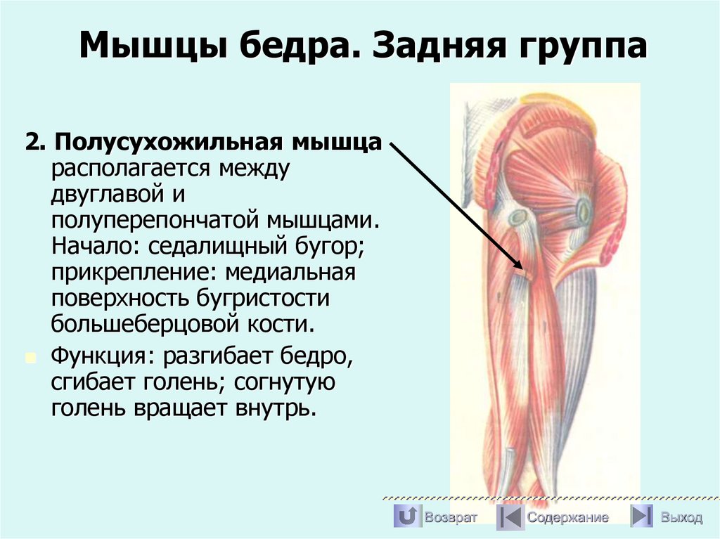 Мышцы бедра. Задняя группа