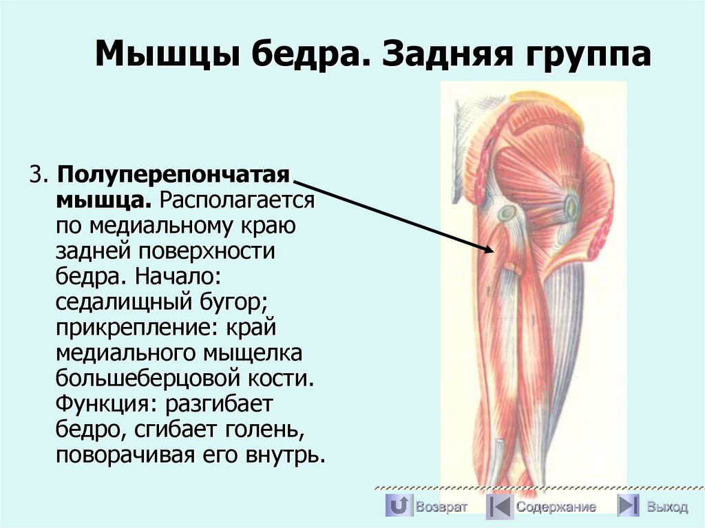 Мышцы бедра. Задняя группа