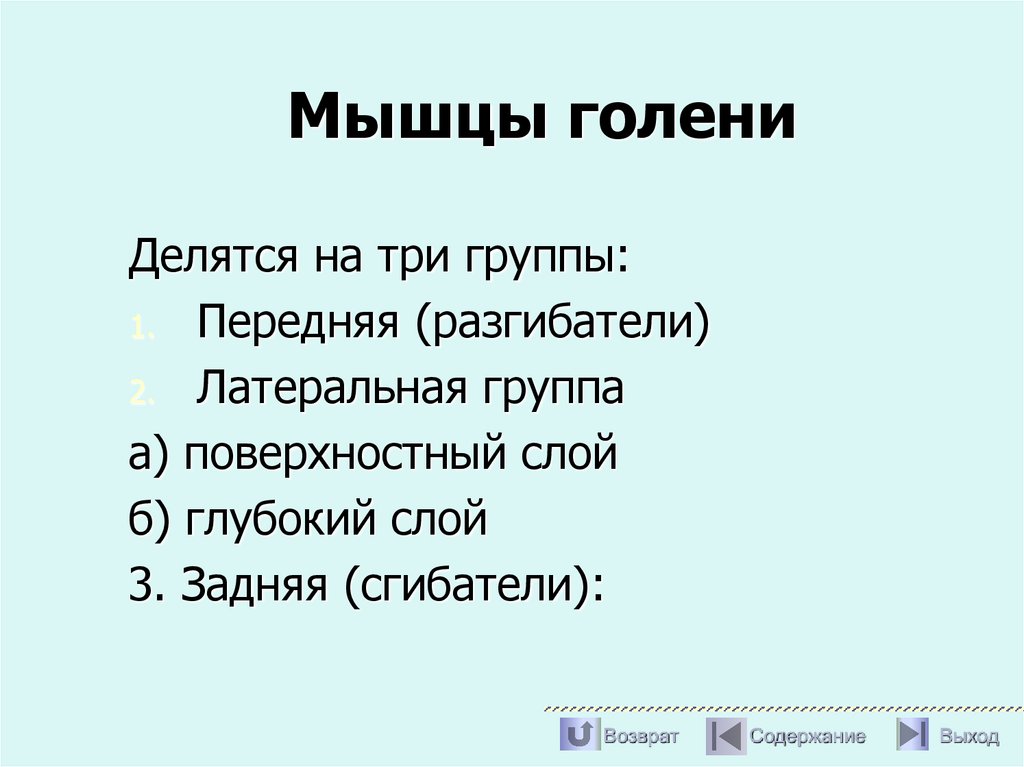 Мышцы голени