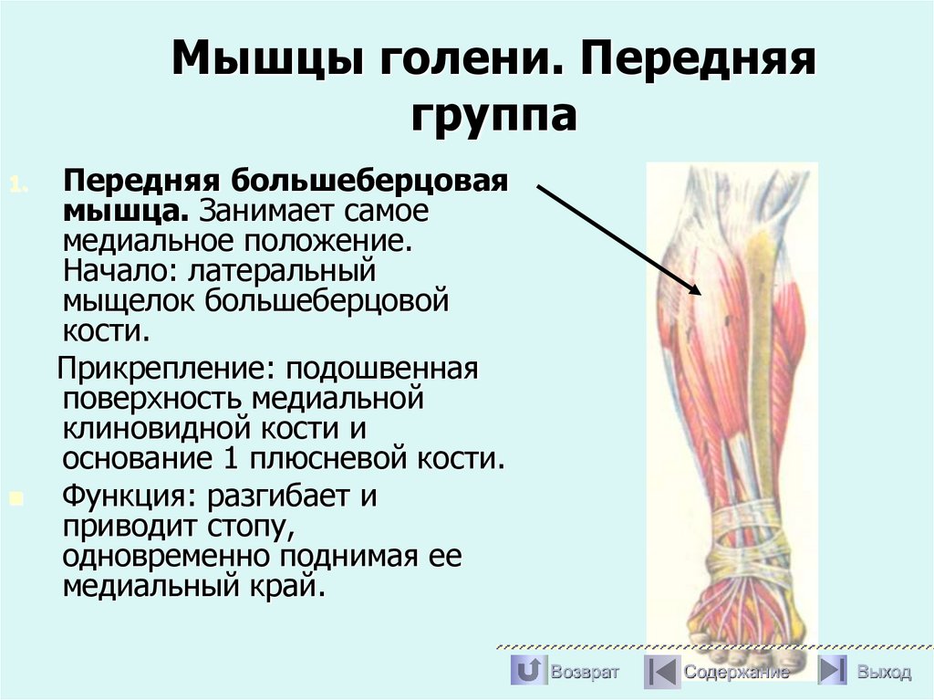 Мышцы голени. Передняя группа