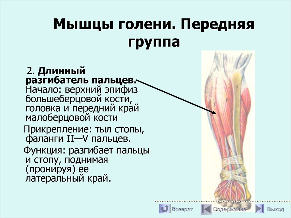 Мышцы голени. Передняя группа
