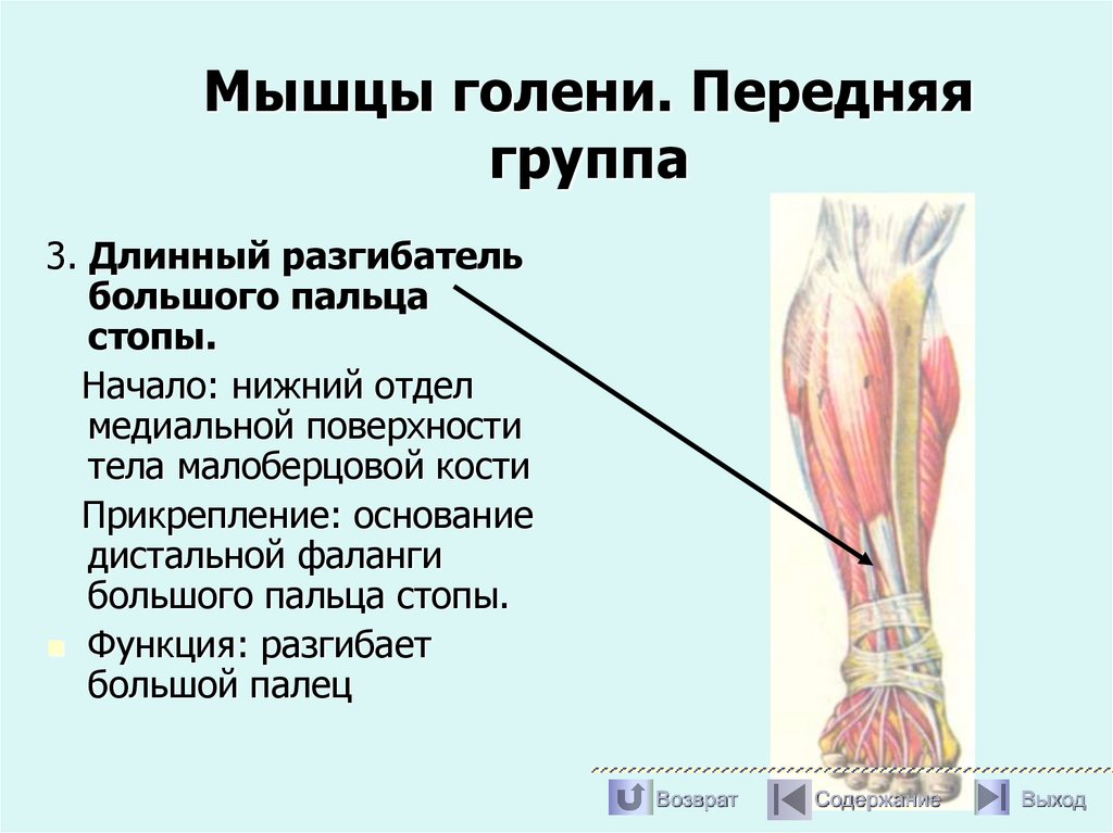 Мышцы голени. Передняя группа