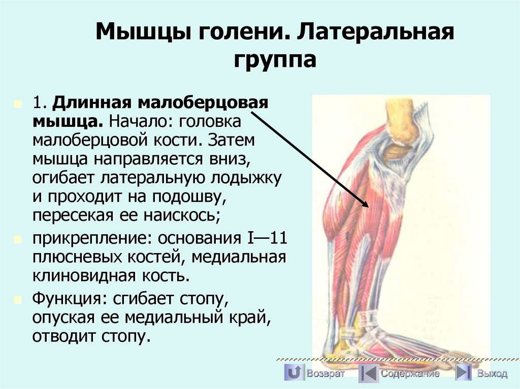 Мышцы голени. Латеральная группа