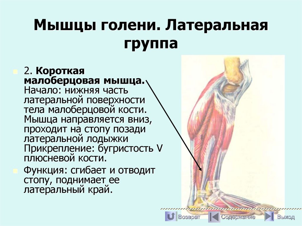 Мышцы голени. Латеральная группа