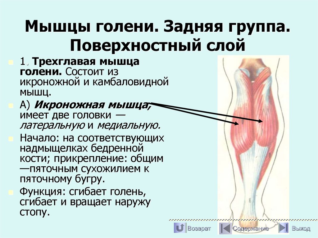 Мышцы голени. Задняя группа. Поверхностный слой