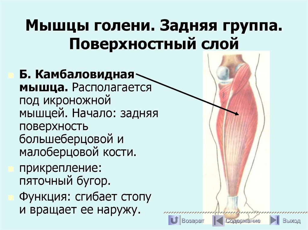 Мышцы голени. Задняя группа. Поверхностный слой