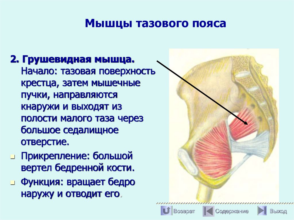 Мышцы тазового пояса