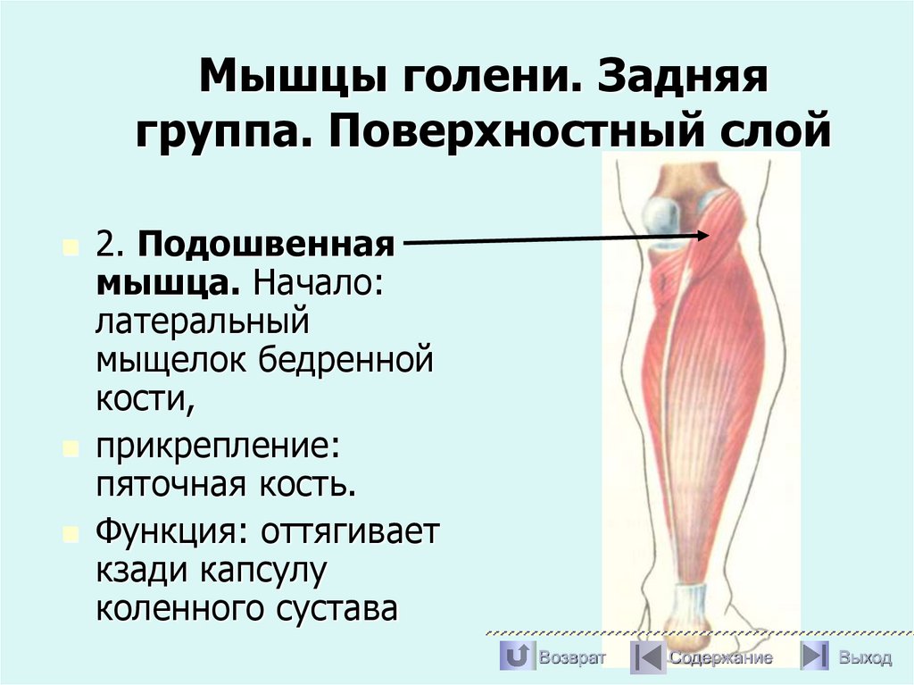 Мышцы голени. Задняя группа. Поверхностный слой