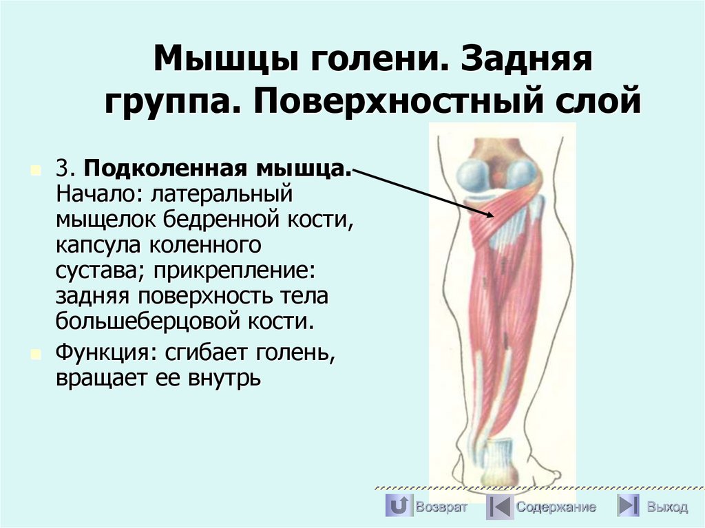 Мышцы голени. Задняя группа. Поверхностный слой