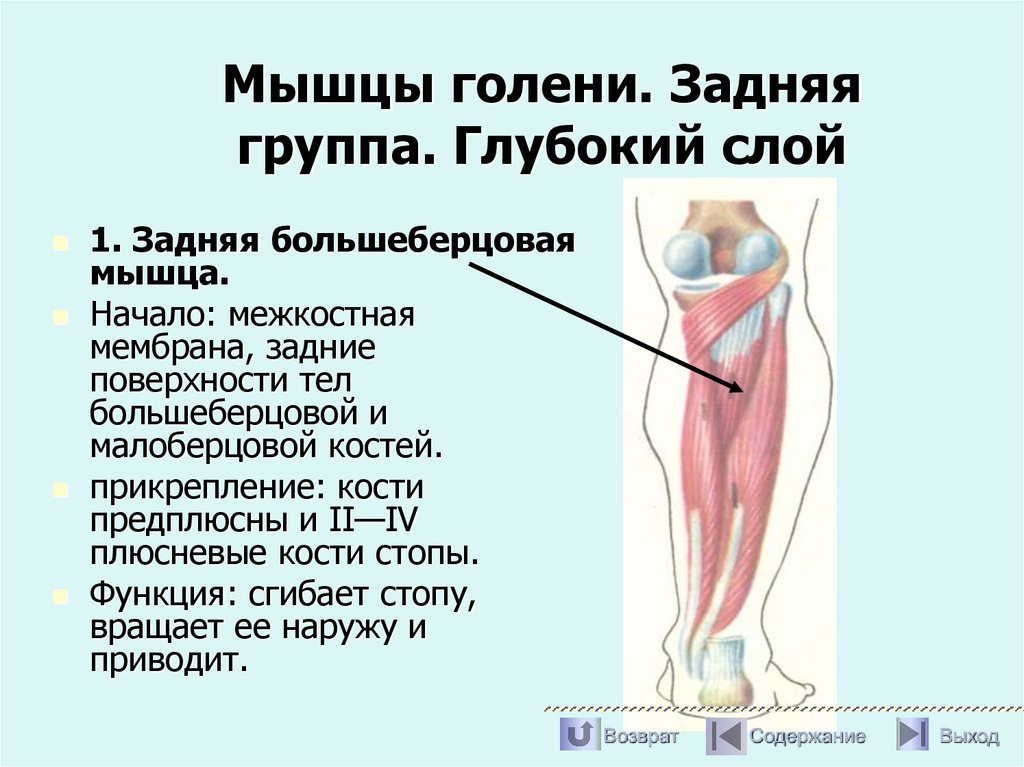 Мышцы голени. Задняя группа. Глубокий слой